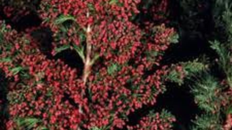 Chamaecyparis lawsoniana ‘Little Spire’