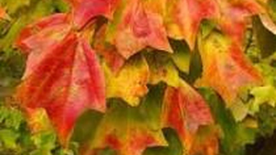 Acer buergerianum