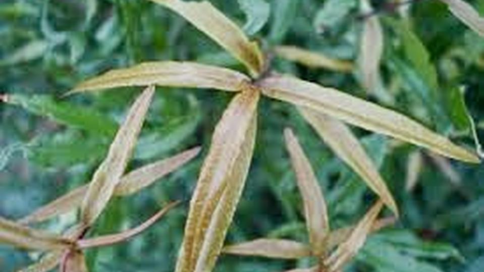 Quercus phellos (multistam)