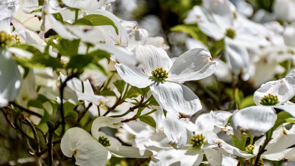 Cornus florida