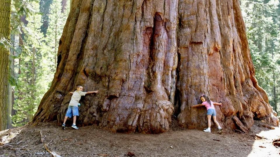 Sequoia sempervirens