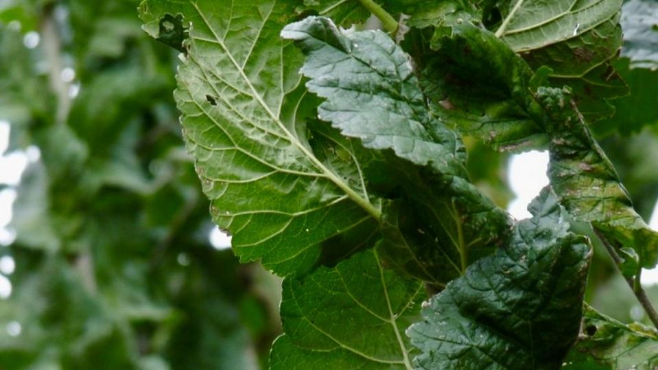 Ulmus ‘Columella’