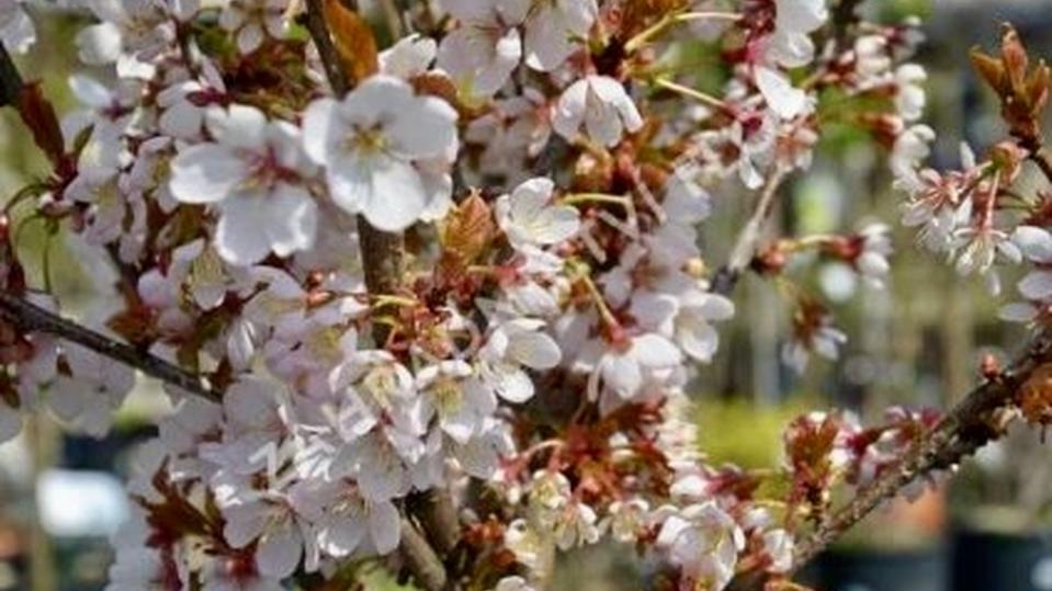 Prunus hillieri 'Spire'