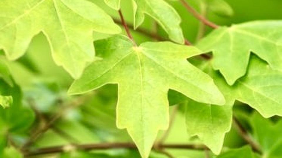 Acer campestre