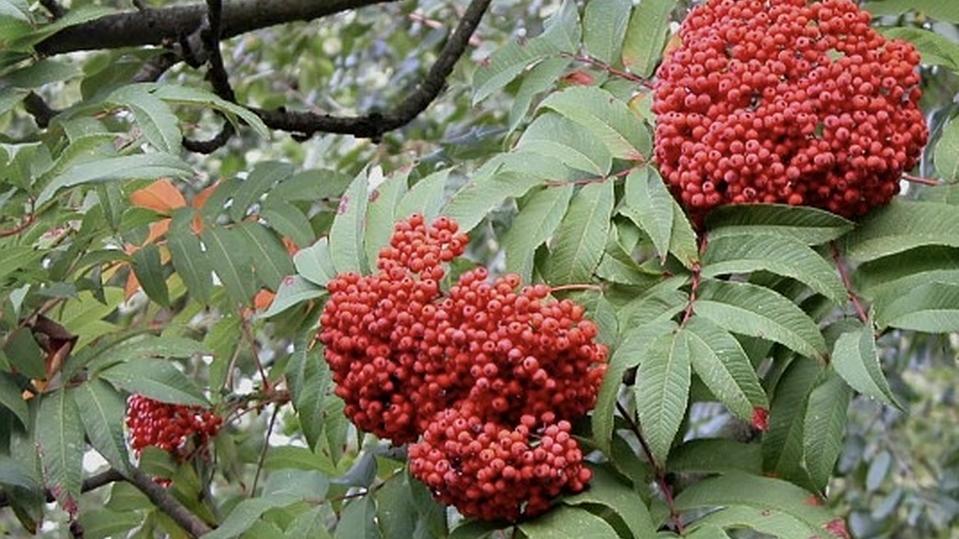 Sorbus sargentiana