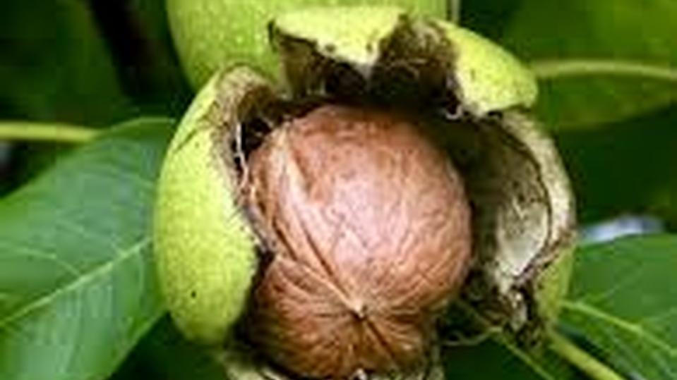 Juglans regia