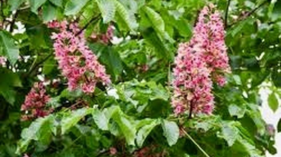Aesculus carnea ‘Briottii’