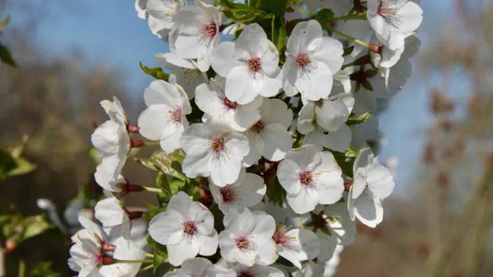 Prunus umeniko