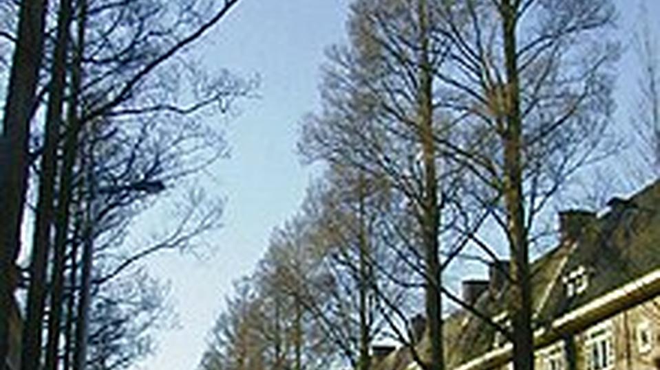 Ulmus minor ‘Sarniënsis’ (Monumetalis)
