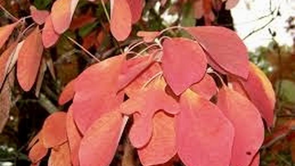 Sassafras albidum