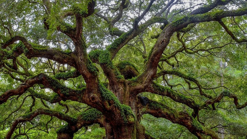 Quercus robur solitair