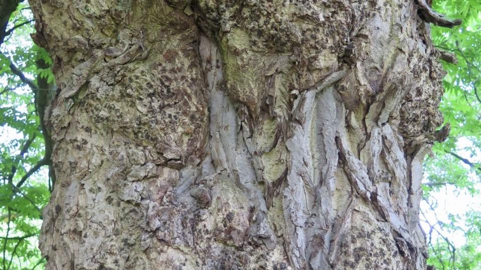 Pterocaria fraxinifolia