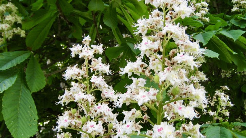 Aesculus hippocastanun