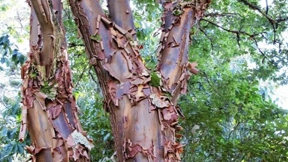 Acer griseum