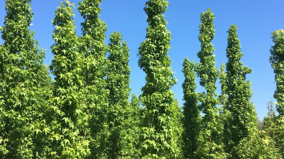 Liquidambar styraciflua ‘Slender Silhouette