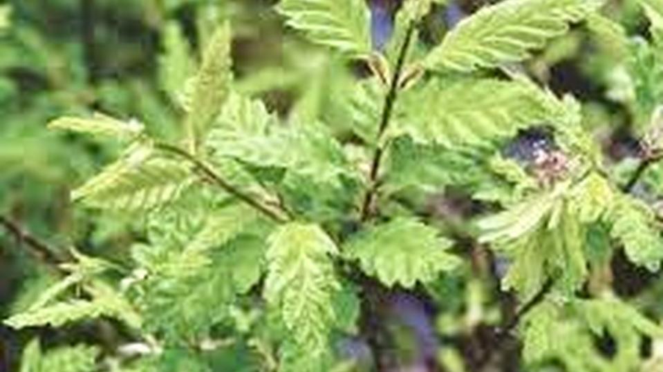 Carpinus betulus 'Quercifolia'