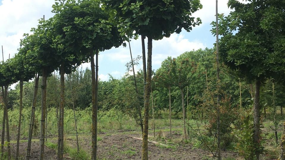 Ginkgo biloba ‘Mariken’