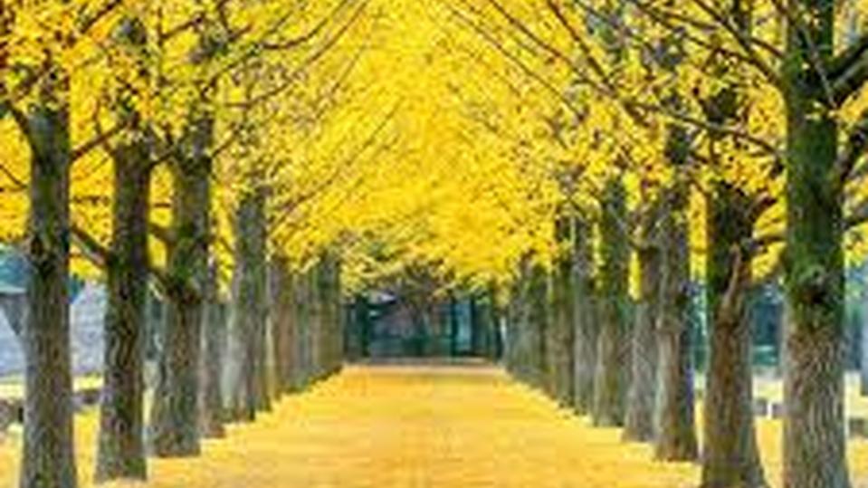 Ginkgo biloba