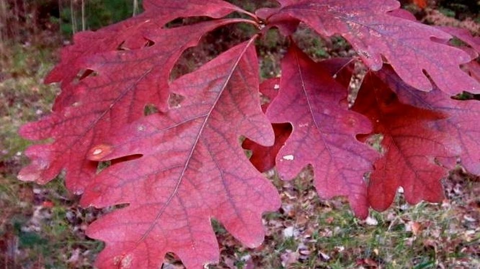 Quercus alba